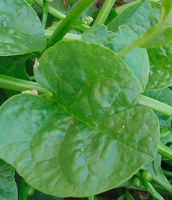 nutrientes-foto-de-pancs-folhas-de-bertalha- foto-de-pancs-folhas-de-bertalha-