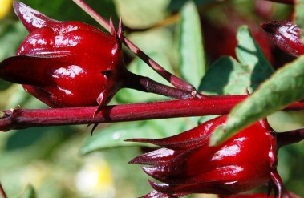 benefícios-foto-de-pancs-folhas-de-hibisco- foto-de-pancs-folhas-de-hibisco-