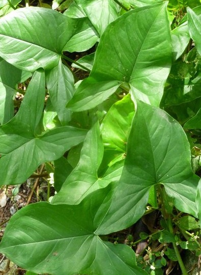 foto-de-folhas-de-taioba-pancs- folhas-de-taioba-pancs-