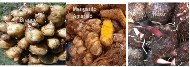 foto-de-pancs-mangarito-branco-amarelo-roxo foto-de-pancs-mangarito-branco-amarelo-roxo