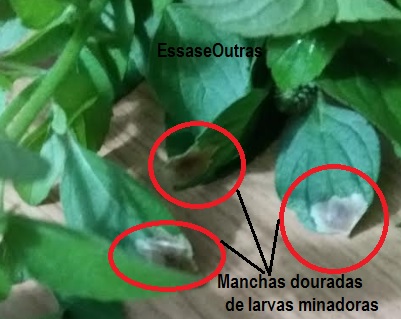 manchas-douradas-causadas-pelas-larvas-mineiras-