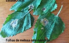 Manchas Douradas em Folhas de Manjericão e Melissa – Como Combater a Larva Minadora