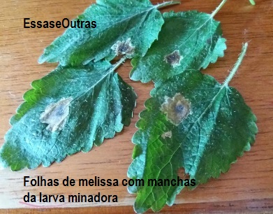 Manchas Douradas em Folhas de Manjericão e Melissa – Como Combater a Larva Minadora