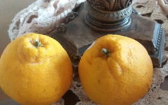 Depokon ou Tangor – Vitaminas e Benefícios da Tangerina Nutrientes da Fruta Cítrica