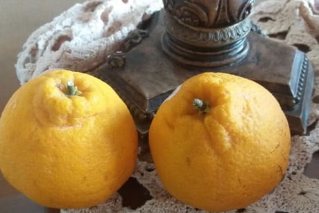 Depokon ou Tangor – Vitaminas e Benefícios da Tangerina Nutrientes da Fruta Cítrica