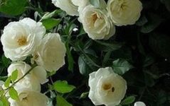 Benefícios da Rosa Branca para a Saúde – Indicações do Chá da Rosa Branca, Informações Nutricionais e Estudo Científico