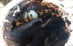 Usos da Borra de Café – Como Reutilizar a Borra de Café – Utilidades da Sobra do Pó de Café