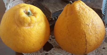dekopon-fruta-cítrica-