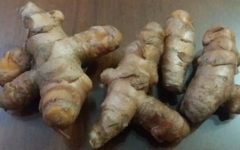 Como Plantar Cúrcuma ou Açafrão da Terra – Cultivo Orgânico de Açafrão de Raiz em Vaso ou Chão