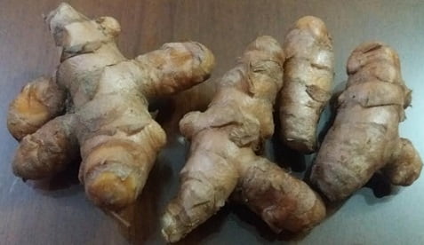 Como Plantar Cúrcuma ou Açafrão da Terra – Cultivo Orgânico de Açafrão de Raiz em Vaso ou Chão