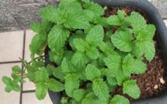 Como Plantar Hortelã em Vaso – Cuidados como Rega, Adubação, Solo no Cultivo de Hortelã
