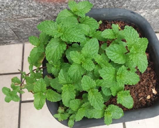 Como Plantar Hortelã em Vaso – Cuidados como Rega, Adubação, Solo no Cultivo de Hortelã