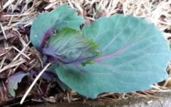 Como Plantar Repolho Roxo ou Verde pelo Talo – Como Fazer Muda e Dicas de Cultivo