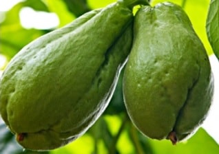 creme-de-chuchu-vitaminas-e-benefícios- como-fazer-creme-de-chuchu-nutrientes-