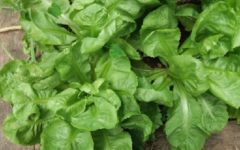Diferença entre Escarola e Chicória Nutrientes Benefícios Escarola Saúde
