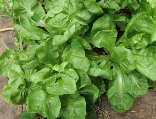 Diferença entre Escarola e Chicória Nutrientes Benefícios Escarola Saúde