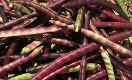 informações-nutricionais-do-feijão-de-corda-