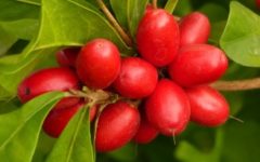Fruta do Milagre que Tira o Sabor Azedo ou Ácido do Limão e Frutas Ácidas – Onde Encontrar
