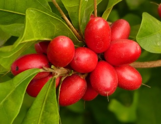 Fruta do Milagre que Tira o Sabor Azedo ou Ácido do Limão e Frutas Ácidas – Onde Encontrar