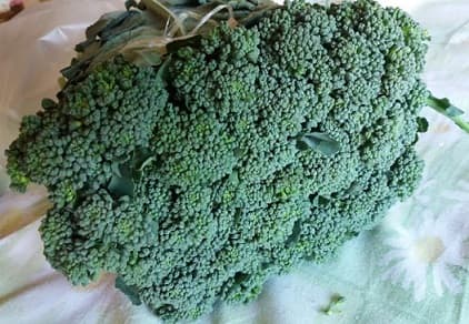 Nutrientes do Brócolis – Vitamina, Minerais Estudos dos Benefícios do Brócolis para Saúde