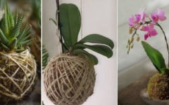 Kokedama – Como Fazer Bola de Musgo, Arranjo de Plantas Aéreo Japonês