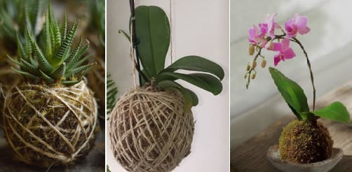 Kokedama – Como Fazer Bola de Musgo, Arranjo de Plantas Aéreo Japonês