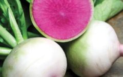 Rábano – O Que é – Benefícios e Nutrientes para a Saúde