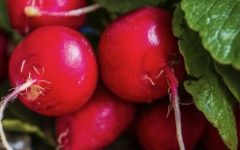 Vitaminas do Rabanete – Nutrientes, Benefícios e Origem do Rabanete