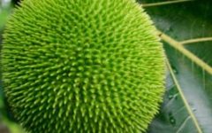 Fruta Pão de Massa e de Castanhas – Vitaminas e Benefícios da Fruta e Sementes