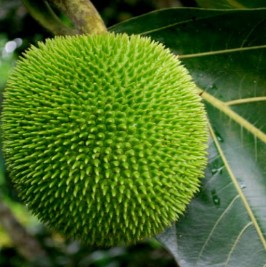 Fruta Pão de Massa e de Castanhas – Vitaminas e Benefícios da Fruta e Sementes
