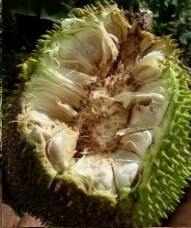 foto-da-fruta-pão-de-sementes- fruta-pão-de-castanhas-
