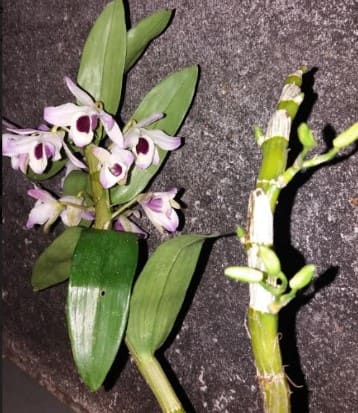 orquídea-sem-pulgões-amarelos