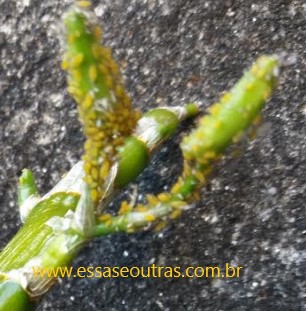 Orquídea com Pulgões Amarelos Como Tratar Dicas de Remédios Caseiros
