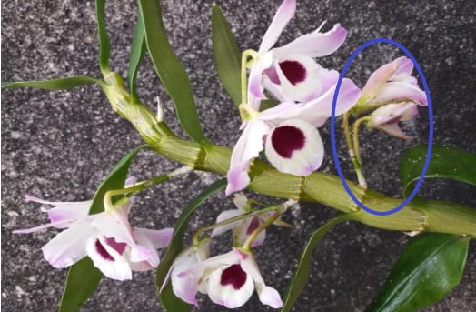 pulgões-amarelos-nas-orquídeas-como-tratar-
