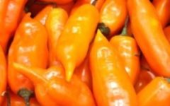 Tipos de Pimenta e Grau de Ardência – Pimenta mais Ardida do Mundo