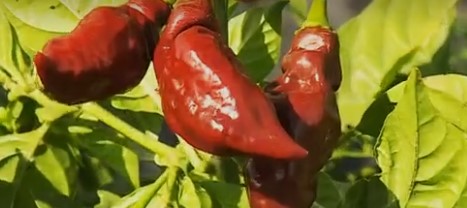 nutrientes-e-vitaminas-da-pimenta