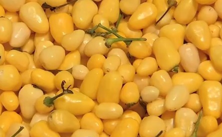 tipos-de-pimenta