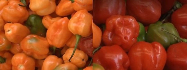 tipos-de-pimenta