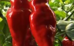 Vitaminas da Pimenta – Contraindicações e Como Diminuir Ardência na Boca