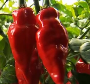 Vitaminas da Pimenta – Contraindicações e Como Diminuir Ardência na Boca