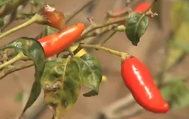 tabasco-tipos-de-pimenta-