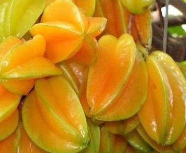 Suco de Carambola – Propriedades Nutricionais e Contraindicações para os Rins