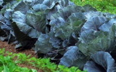 Adubo Líquido Caseiro – Como Fazer Adubo Solúvel para Plantas