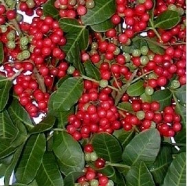 aroeira-plantas-venenosas-tóxicas-
