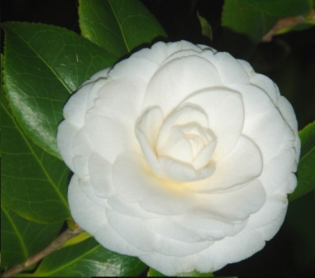 plantar-camélia-branca-significado
