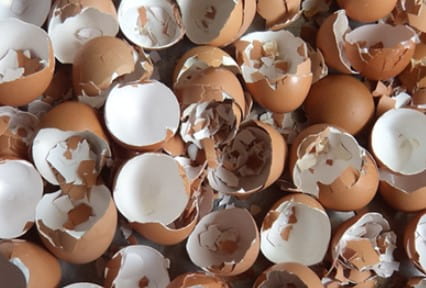 fertilizante-caseiro-para-cultivo-orgânico-cascas-ovos cascas-de-ovos-para-fertilizante-caseiro-orgânico-