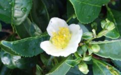 Chá de Camellia Sinensis Planta do Chá Verde Benefícios para Saúde