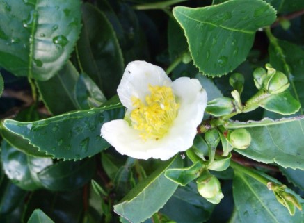Chá de Camellia Sinensis Planta do Chá Verde Benefícios para Saúde