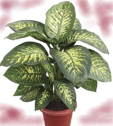 plantas-venenosas-comigo-ninguém-pode-