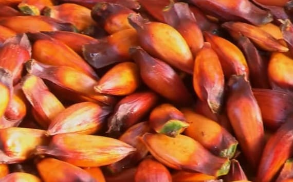 cuidados-como-cozinhar-pinhão- como-cozinhar-pinhão-nutrientes-do-pinhão-